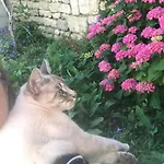 Spacieuse Dans Maison De Avec Jardin Séjour chez l'habitant Fontenay-le-Comte