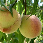 Spacieuse Dans Maison De Avec Jardin *