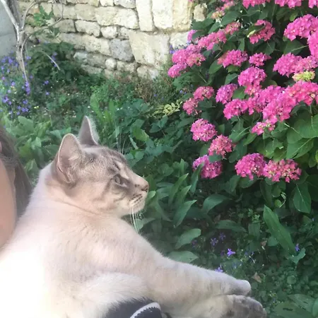 Spacieuse Dans Maison De Avec Jardin Séjour chez l'habitant Fontenay-le-Comte